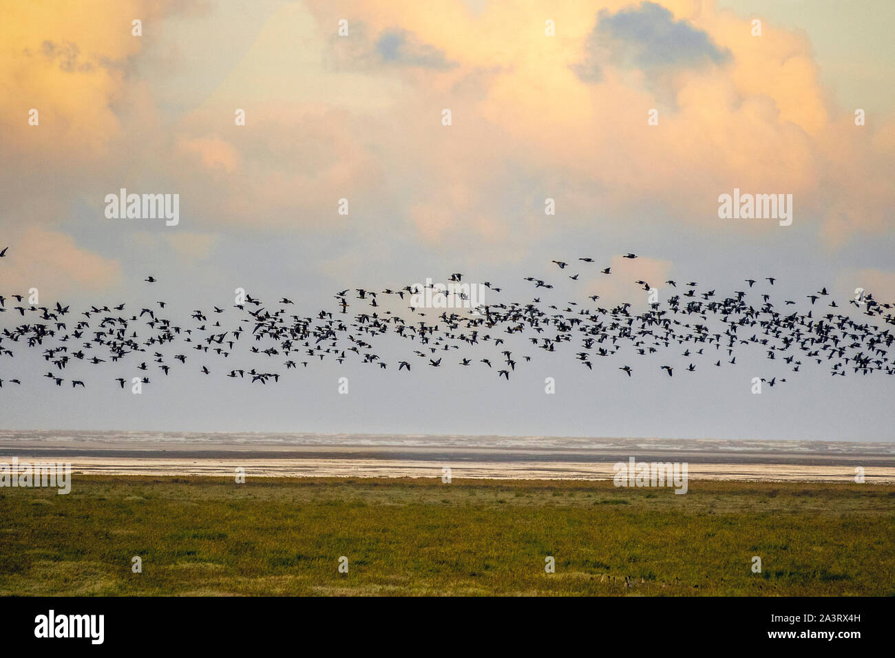 Southport, Merseyside. UK Weather. 10th Oct, 2019. Windy conditions at the coast as an estimated 48,800 migrant birds rise at dawn from the RSPB Ribble Marsh nature reserve. Pinkies signal the arrival of winter on the Sefton coast as the huge flocks of migrant pink foot geese arrive from northern climes to overwinter in England. Thousands of “Pinkies” spend the winter months, grazing and foraging on the West Lancashire farmlands during the day and roosting on the Estuary grasslands.  About 280,000, 80% of world population winter in the UK. Credit: MediaWorldImages/AlamyLiveNews Stock Photo