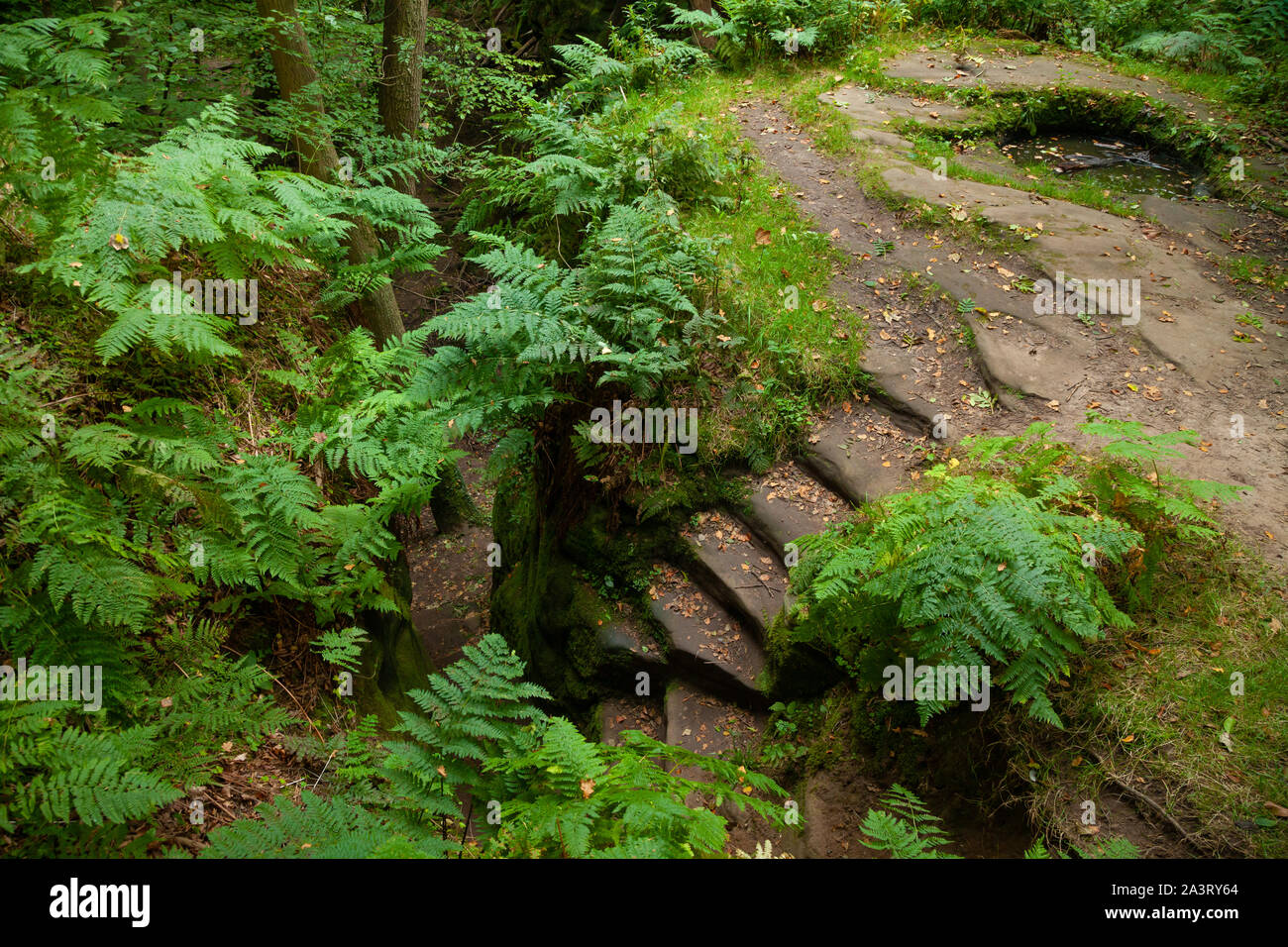 The mysterious Dunino Den, Dunino, St. Andrews, Fife, Scotland Stock