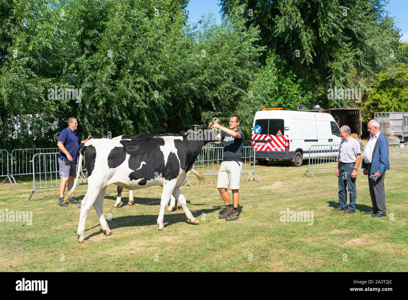 Kieldrecht, Belgium, 1 September 2019, Man has brought a large black and white cow on the cattle show Stock Photo