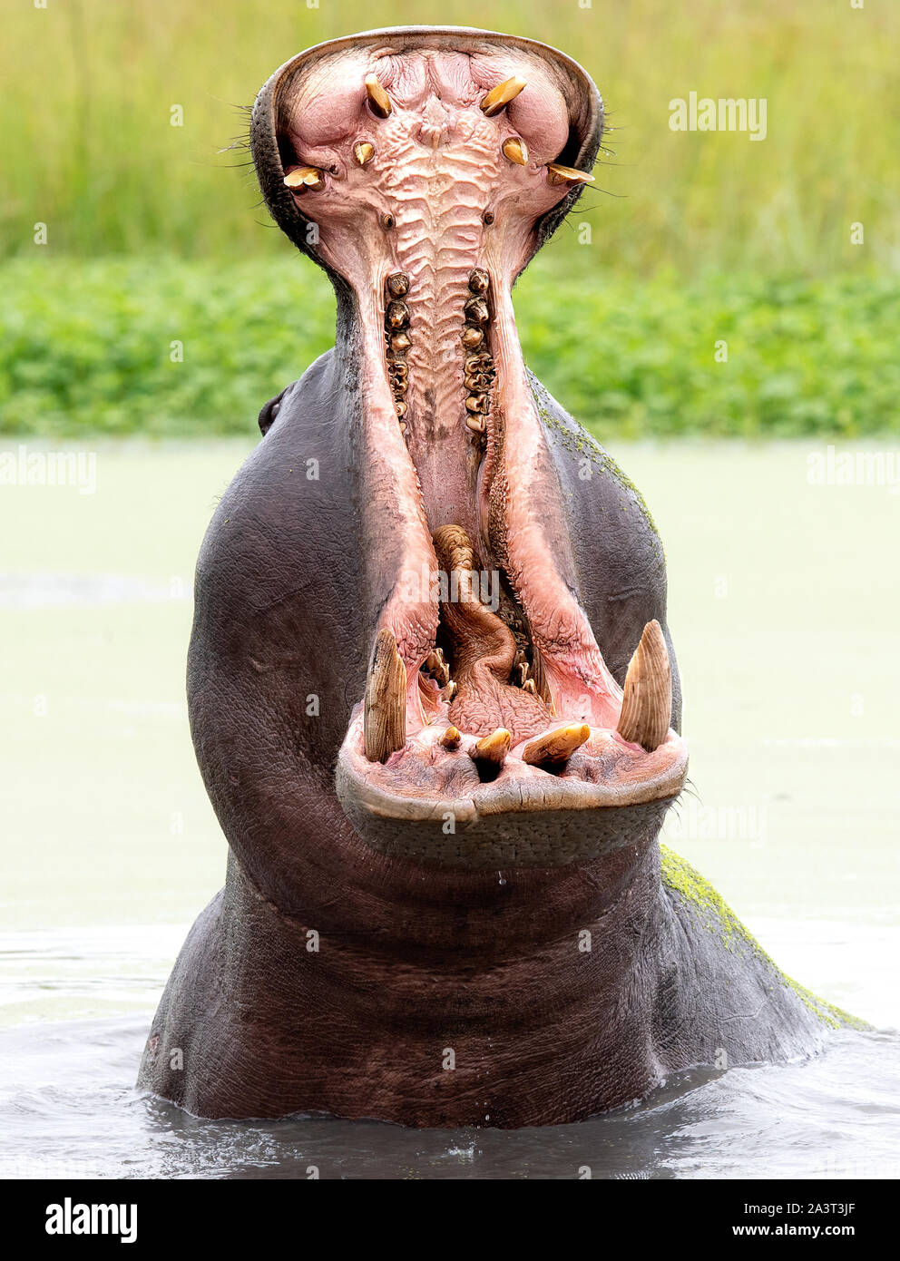 BOTSWANA: Justifiably feared, photographer Dale Morris urges people to appreciate just how large and angry hippos can be. A BRITISH photographer snapp Stock Photo