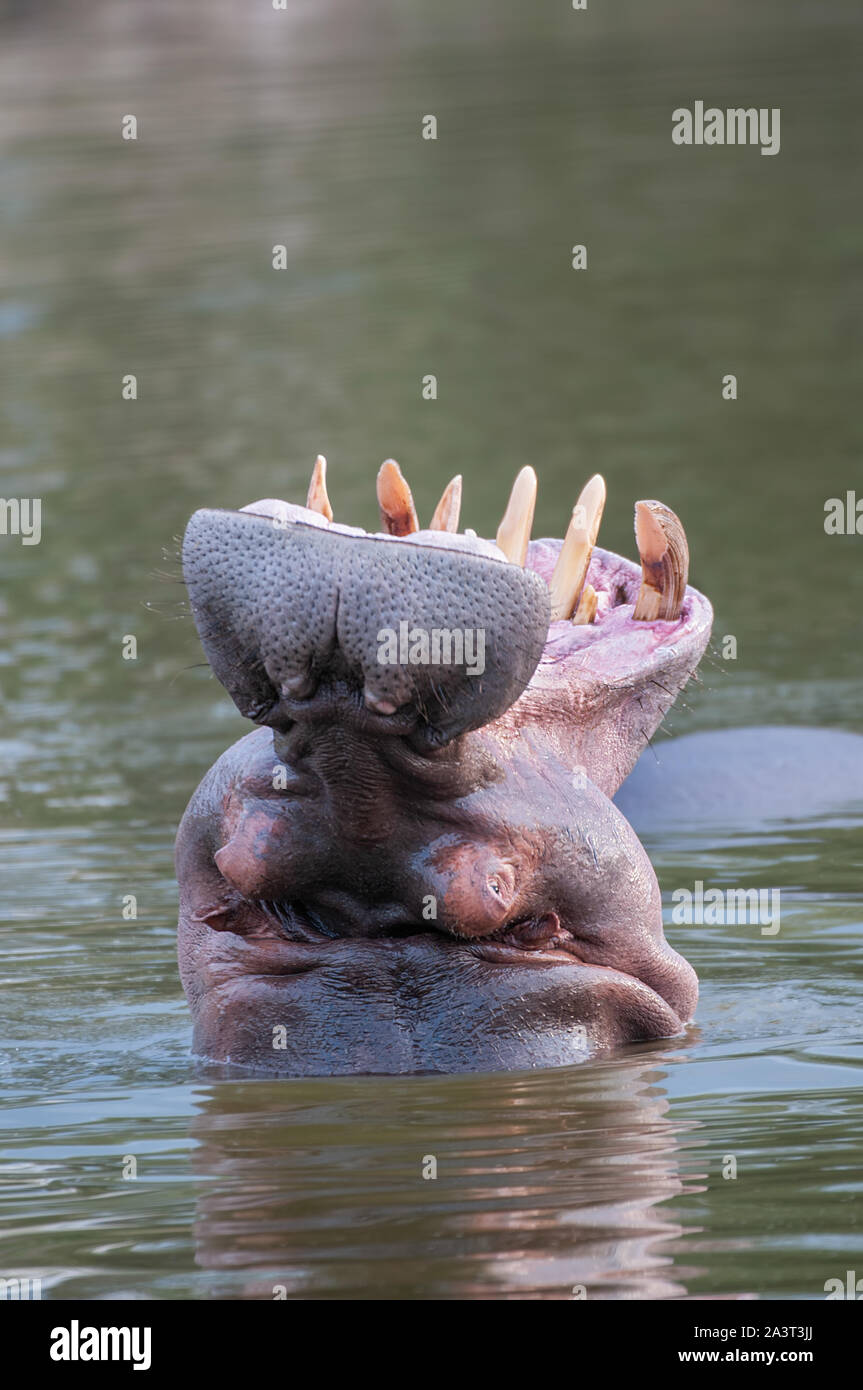 BOTSWANA: A hippo's gaping jaws. A BRITISH photographer snapped a breath-taking encounter with the world’s deadliest mammal bearing its fearsome teeth Stock Photo