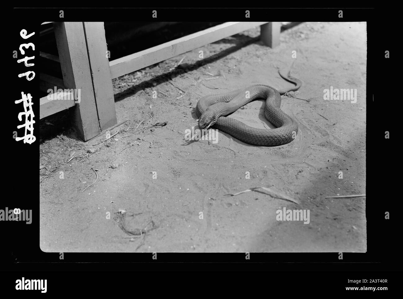 Tel Aviv Zoo. Rat, except for tail, disappeard in mouth of snake Stock Photo
