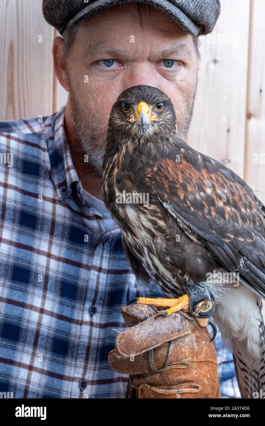 Hawk Tracking Bird Gps Tracking High Resolution Stock Photography and Images - Alamy