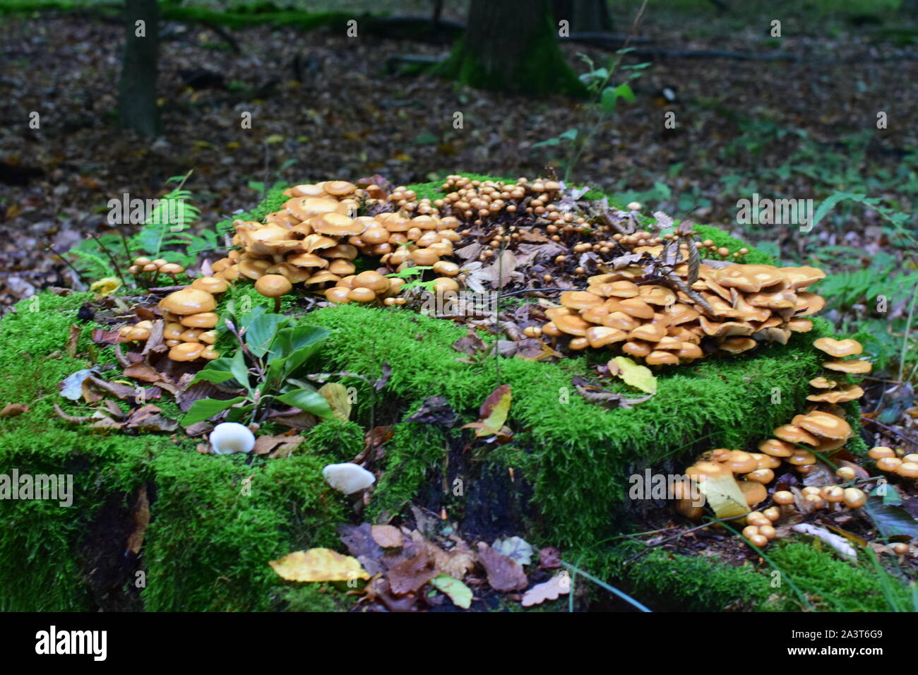Mushrooms on Tree Stump Stock Photo - Alamy