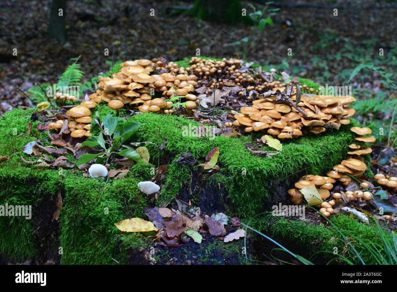 Orange mushrooms on tree stump hi-res stock photography and images - Alamy