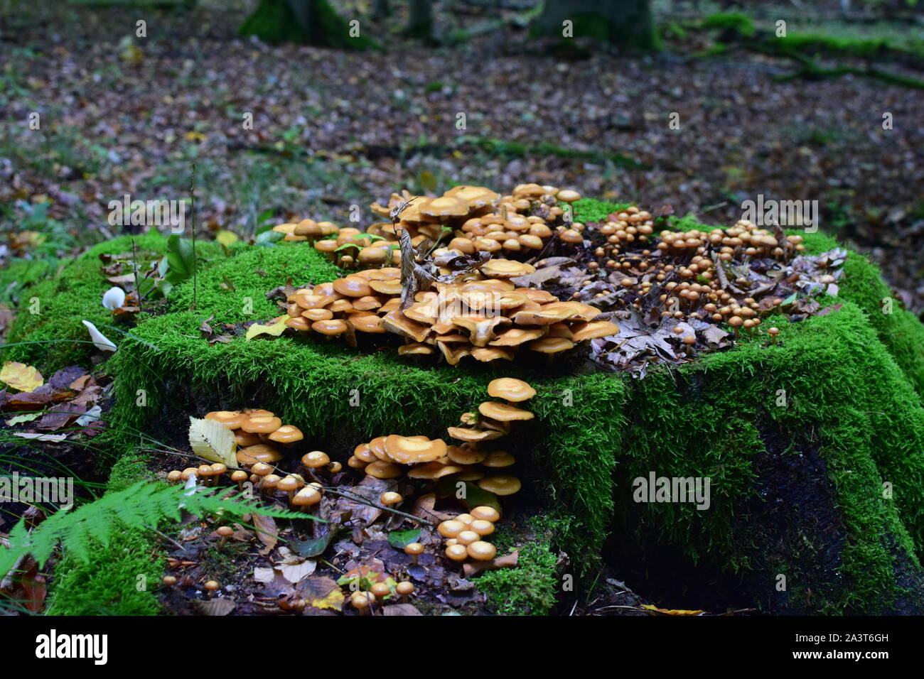 Mushrooms on Tree Stump Stock Photo - Alamy
