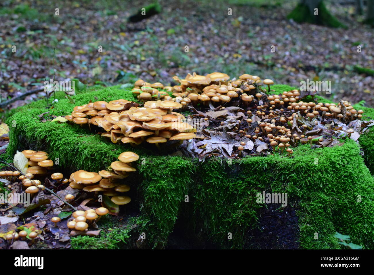 Mushrooms on Tree Stump Stock Photo - Alamy