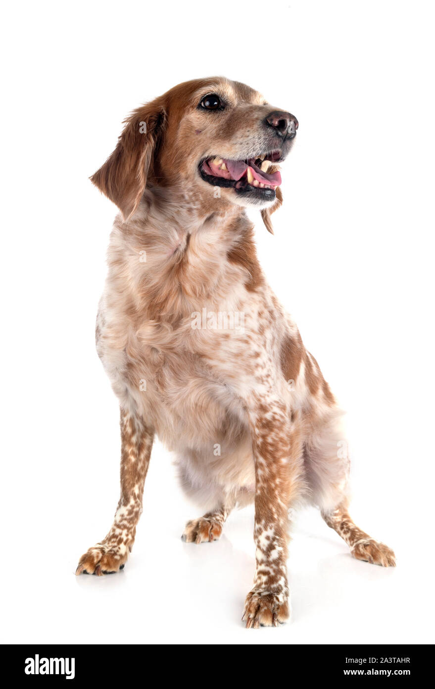 brittany dog in front of white background Stock Photo - Alamy