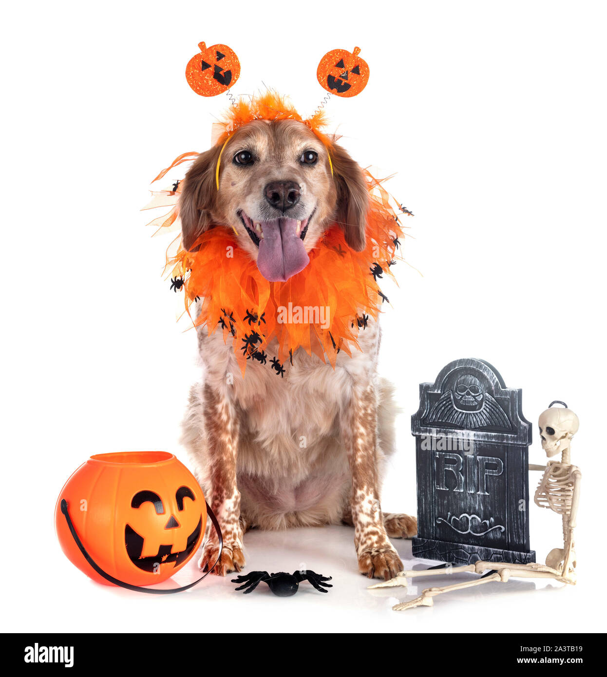 brittany dog in front of white background Stock Photo - Alamy