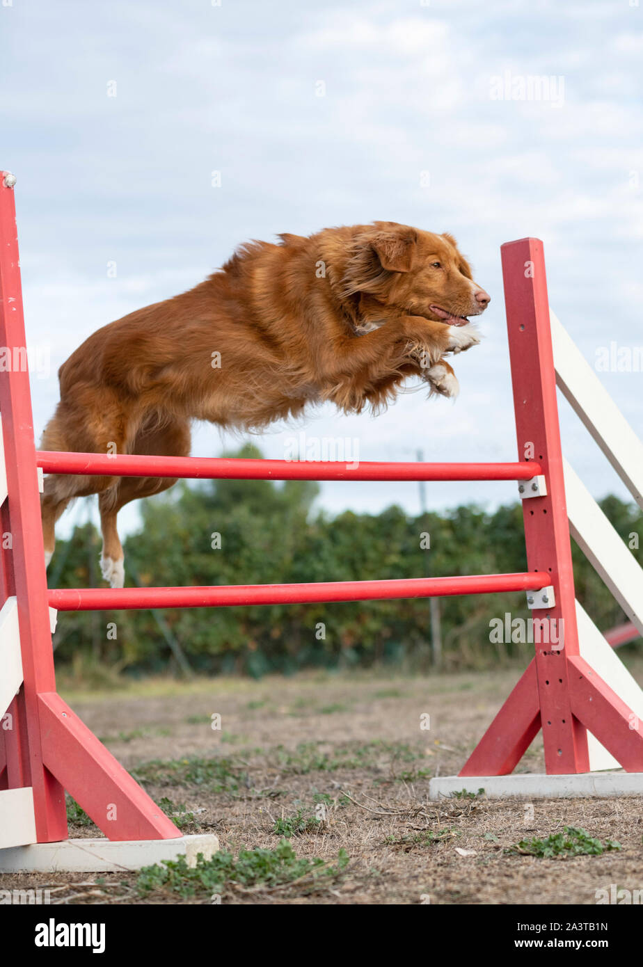training of agility in a dog school Stock Photo