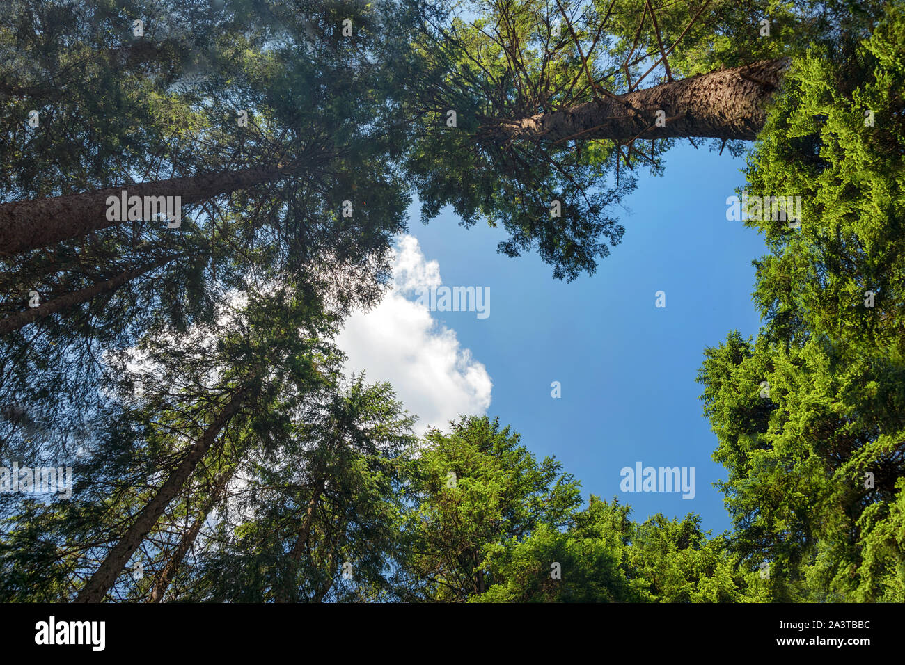 Heart shaped hole showing blue sky in the pine forest. Romantic or eco love symbol concept idea for abstract background with free artwork copy space Stock Photo
