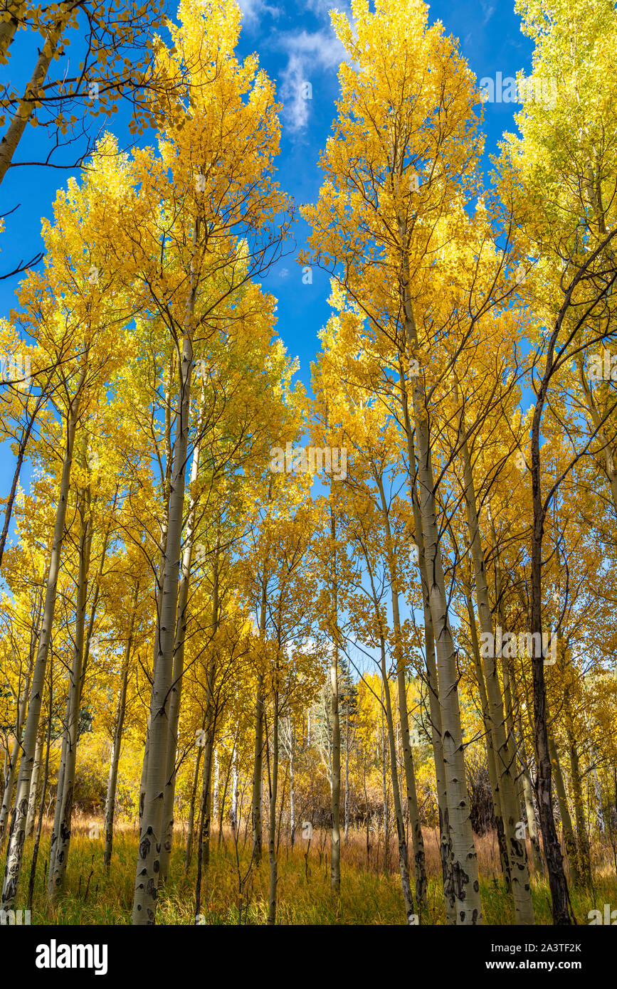 Beautiful fall colors in Golden Gate Canyon State Park, Colorado Stock Photo