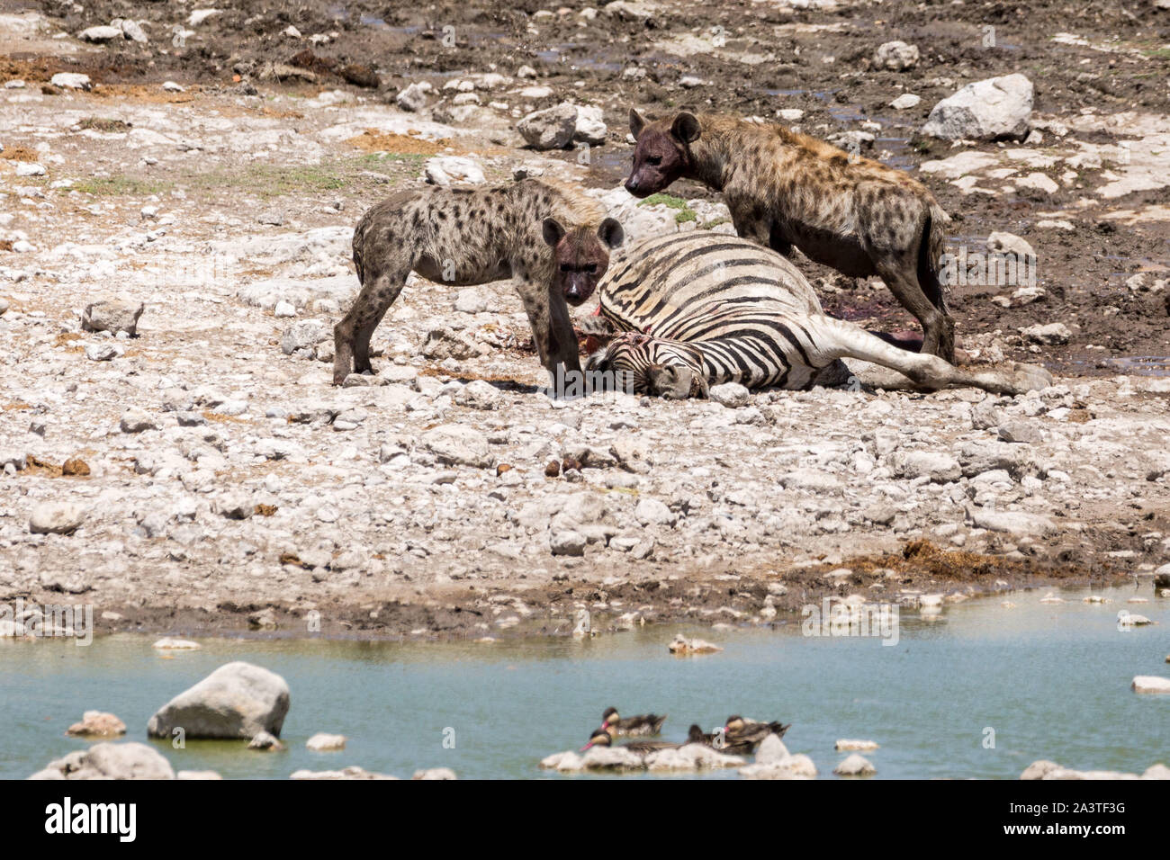 Two bloodthirsty looking hyenas at a killed zebra, Etosha, Namibia, Africa Stock Photo