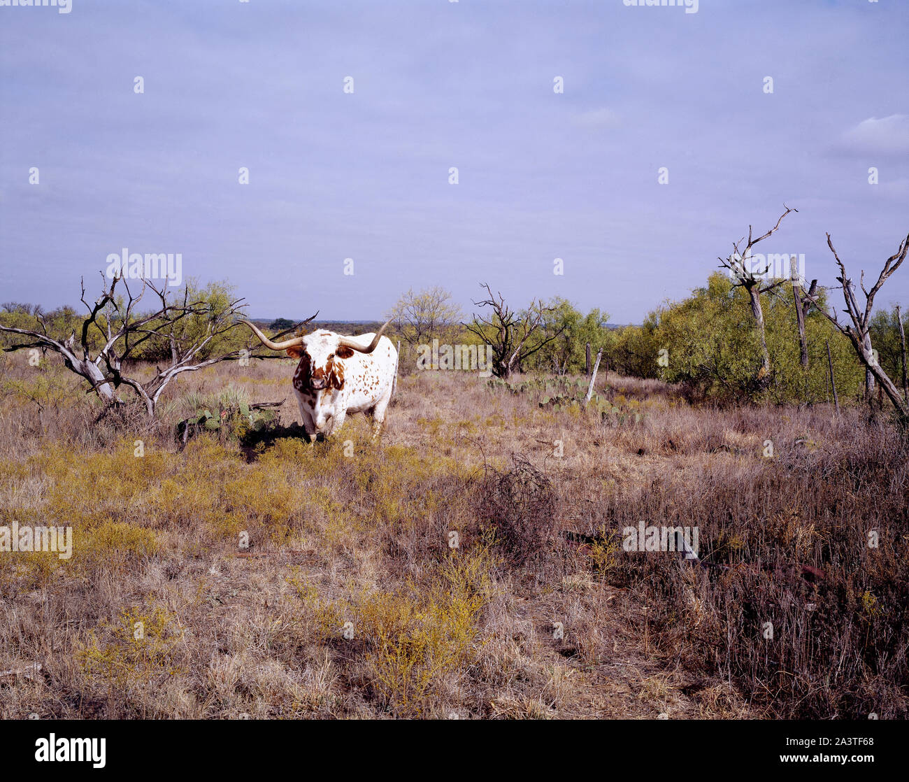 Texas cattle photograph hi-res stock photography and images - Alamy