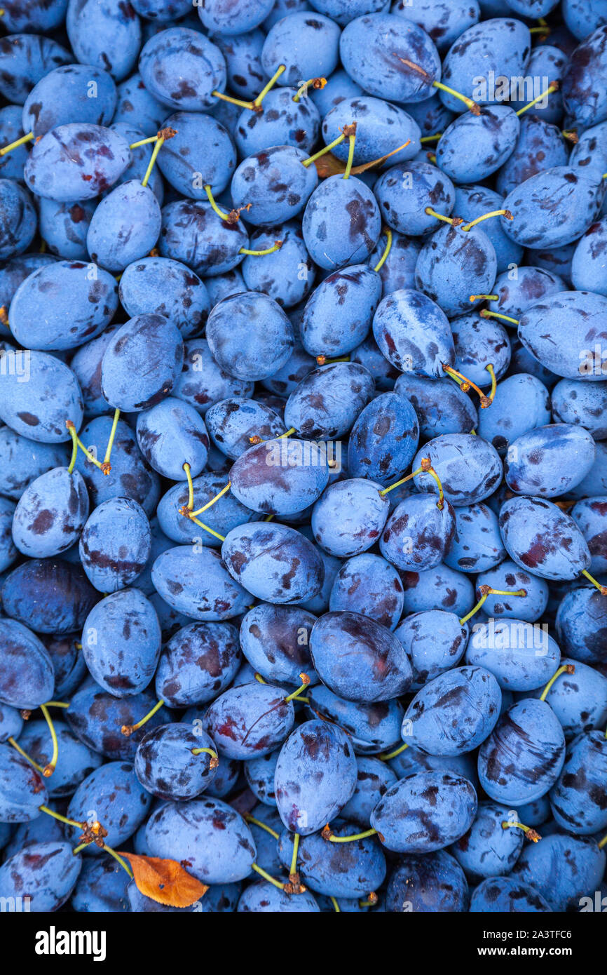 Plums in the market. Food photo of fruit plums. Textures of fresh blue