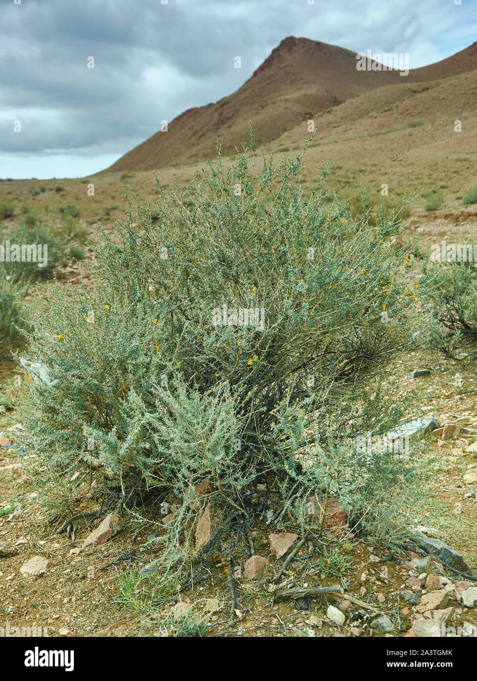 Ammodendron, a genus of flowering plants, Mongolia Stock Photo