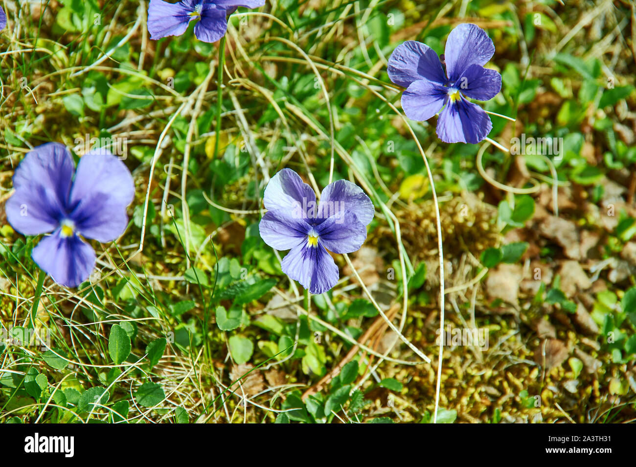 Viola altaica genus of flowering plants in the violet family Violaceae Stock Photo