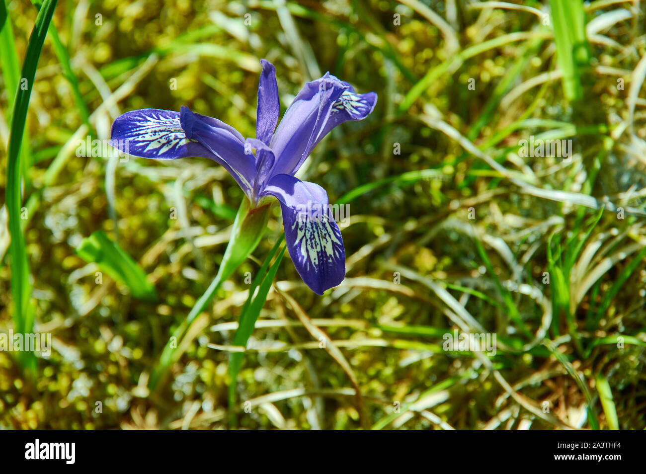 Iris graminea flowers in Mongolia, Asia Stock Photo