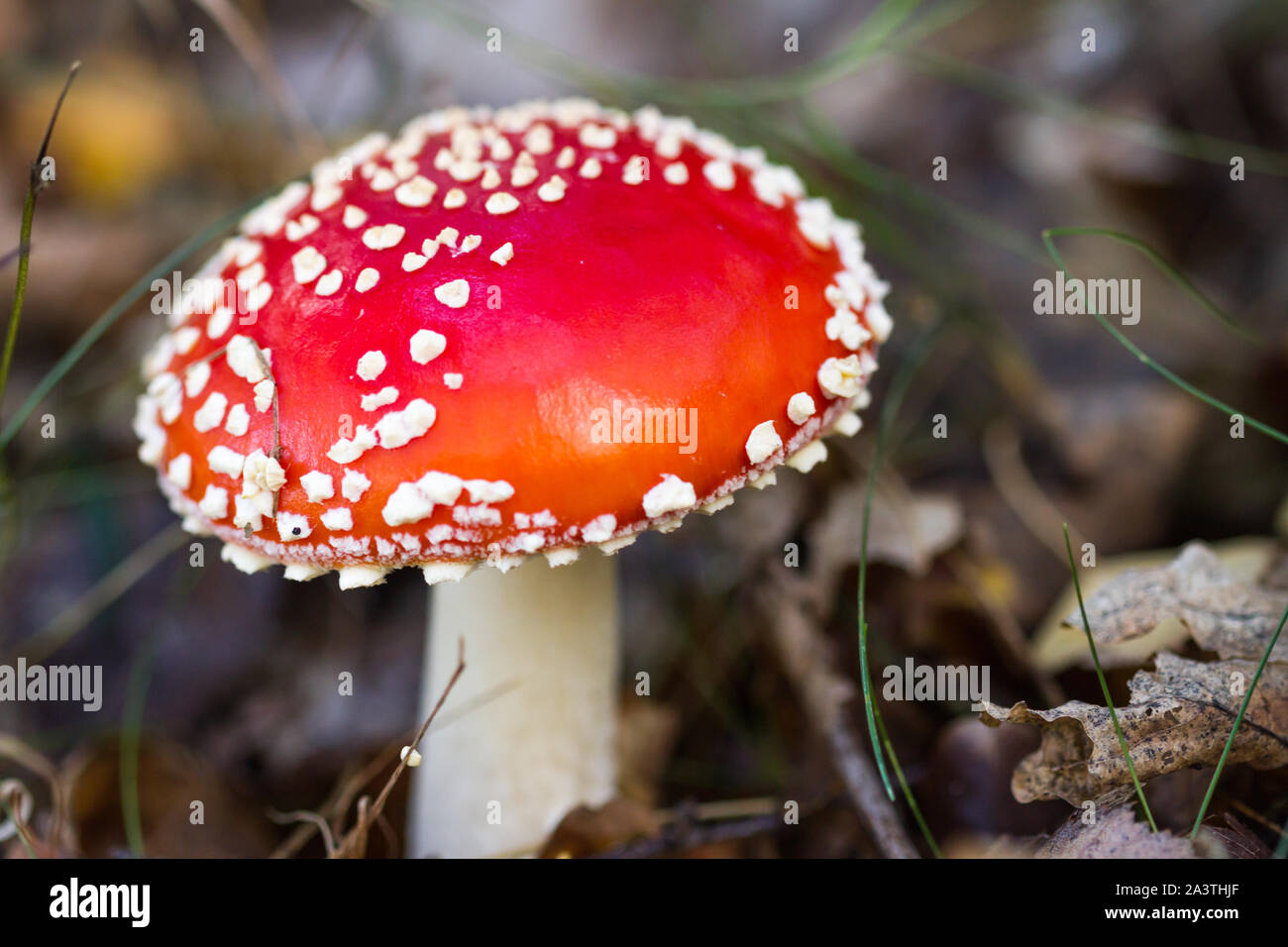 Macro shot of a single fly agaric presenting its vividly colored cap Stock Photo