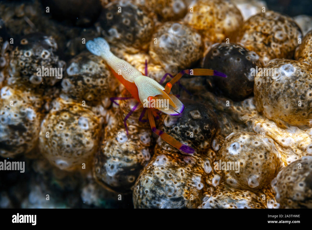 Periclimenes imperator, known as the emperor shrimp, is a organism of shrimp with a wide distribution across the Indo-Pacific Stock Photo