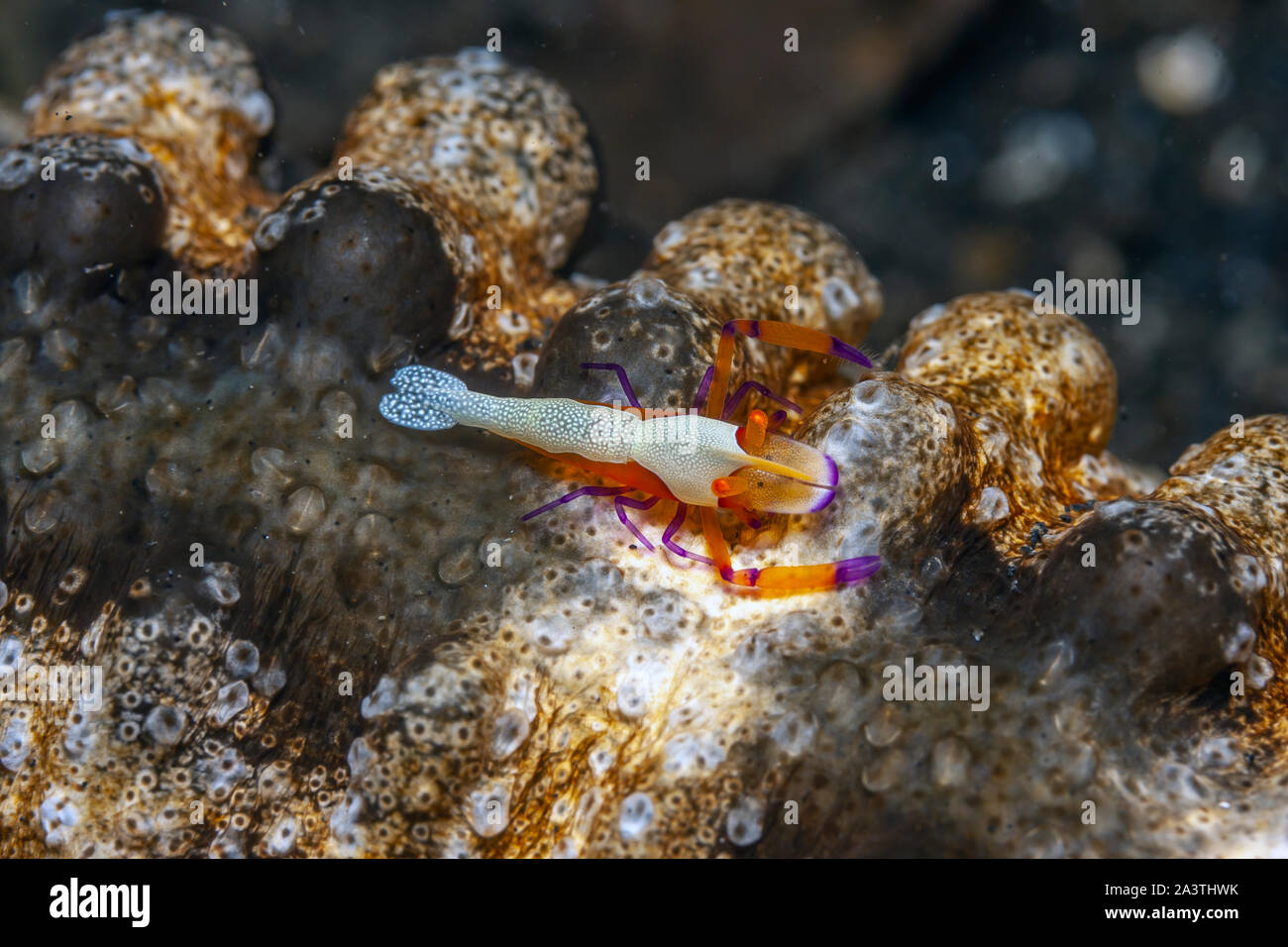 Periclimenes imperator, known as the emperor shrimp, is a organism of shrimp with a wide distribution across the Indo-Pacific Stock Photo