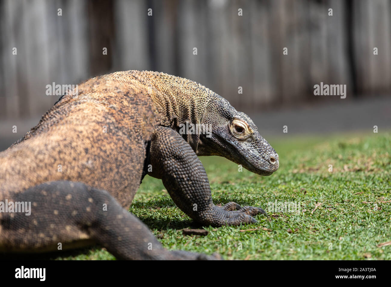 Close up of a Komodo Dragon prowling Stock Photo