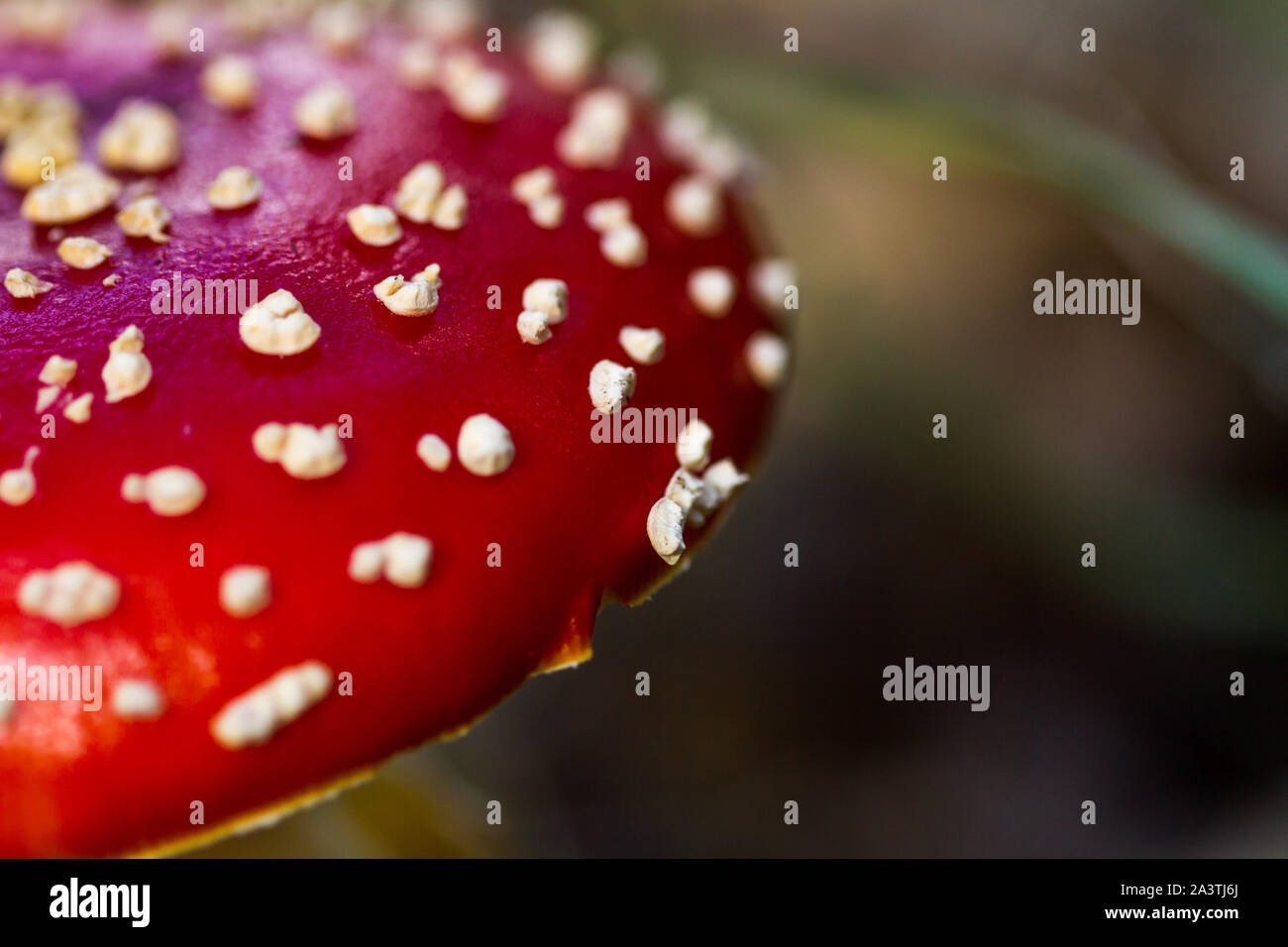 Detail of the colorful cap of the poisonous fly agaric Stock Photo