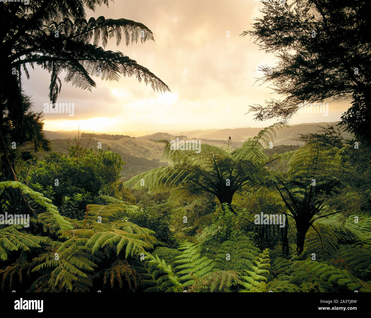 New Zealand. North Island. View of hills from forest with tree ferns. Stock Photo