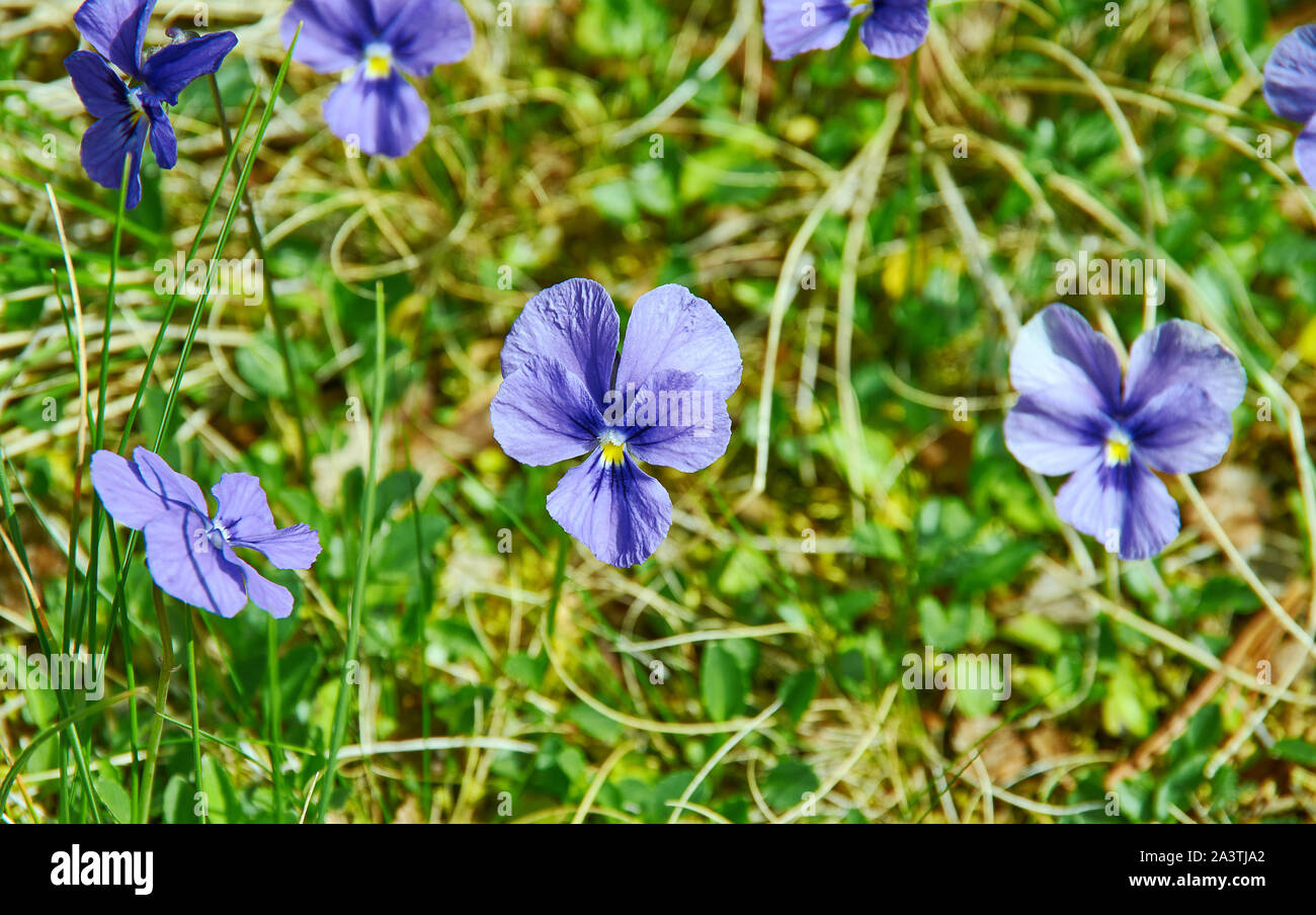 Viola altaica genus of flowering plants in the violet family Violaceae Stock Photo