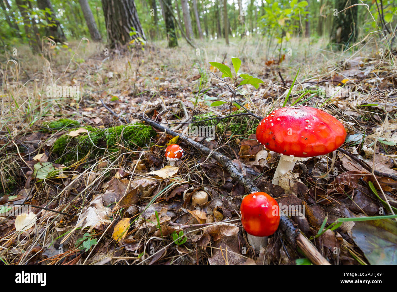 A group of fly agarics growing on the forest floor with surrounding habitat Stock Photo