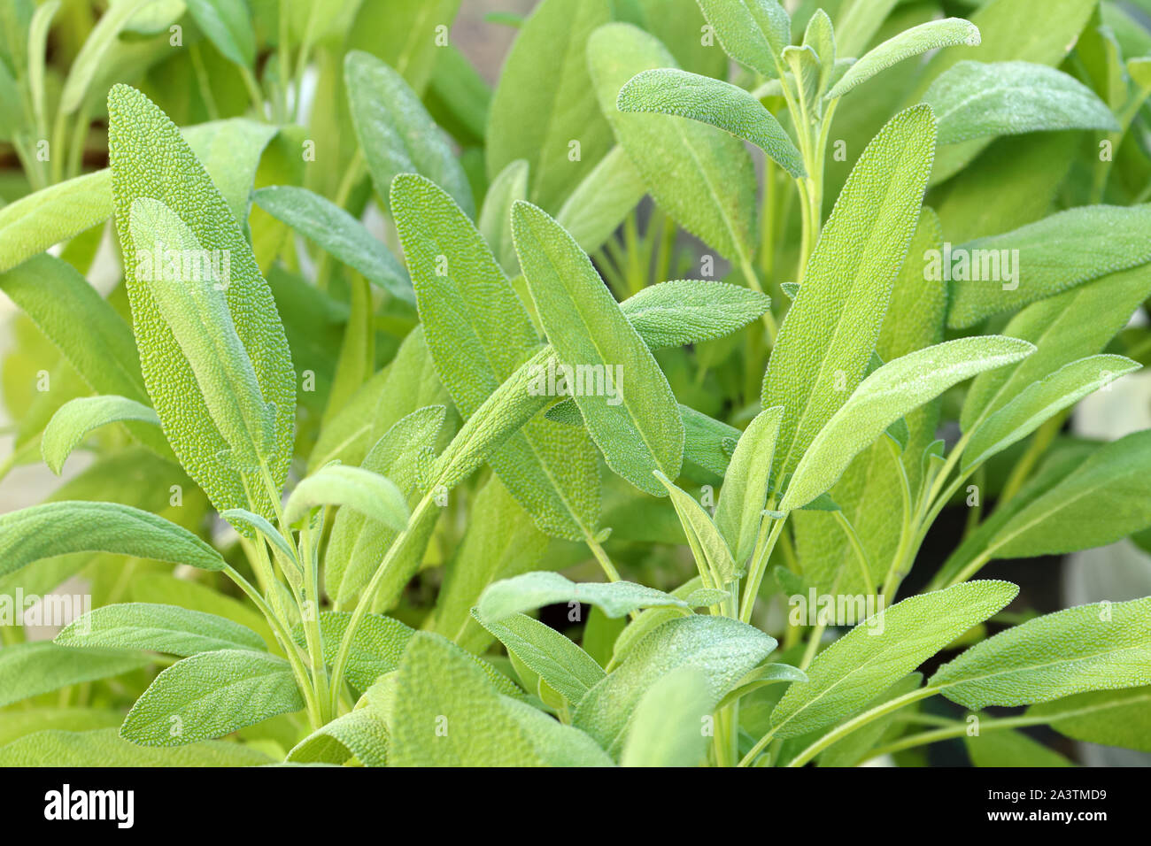 Common sage/Culinary sage (Salvia officinalis) a member of the mint family, use for medicinal and culinary Stock Photo