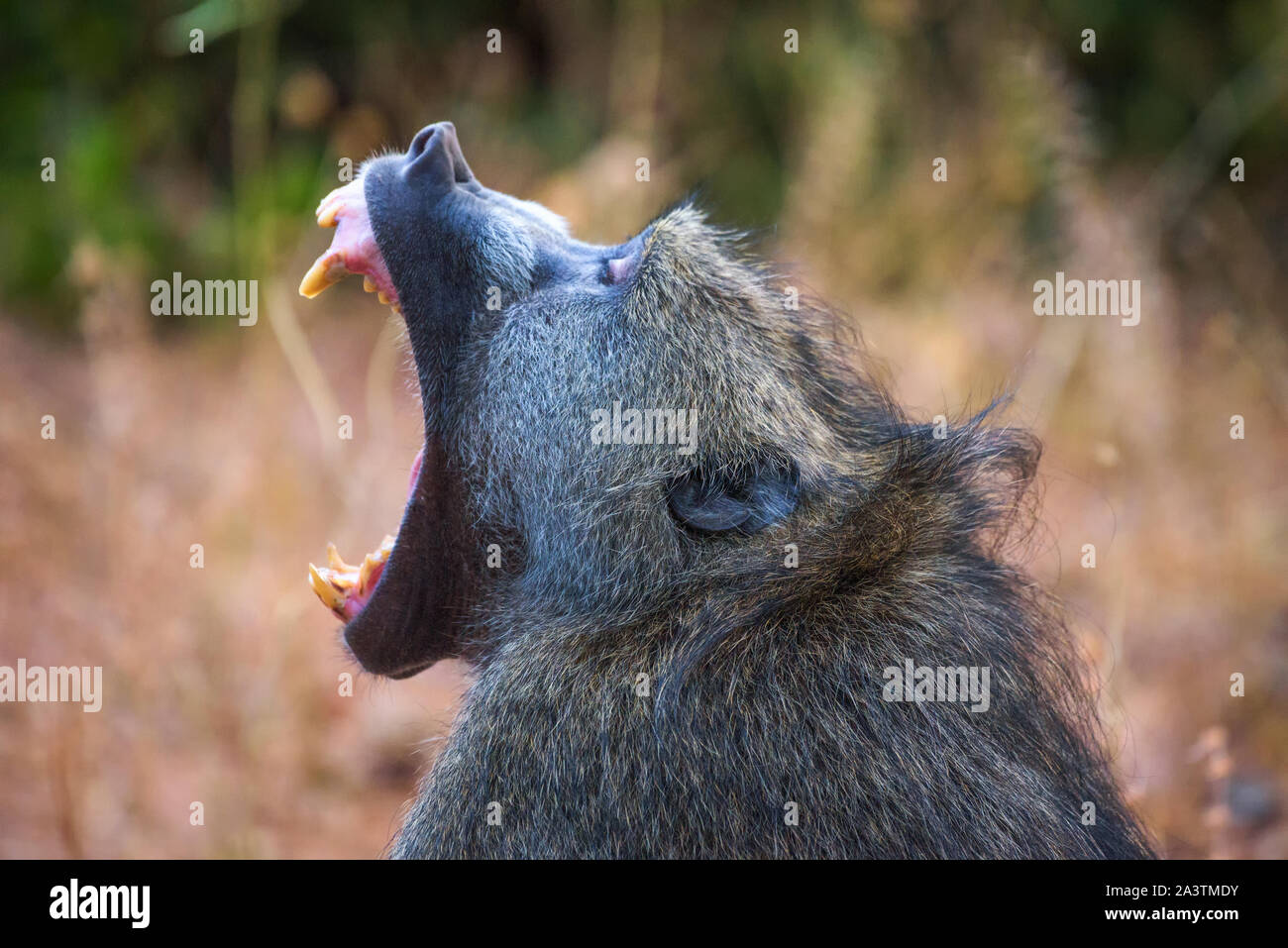 Chacma baboon monkey yawns and shows teeth in the Chobe National Park, Botswana Stock Photo