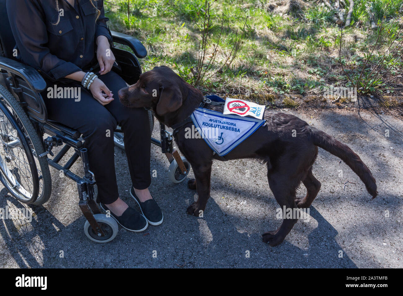 Young disabled woman in a wheelchair with a guide dog Stock Photo