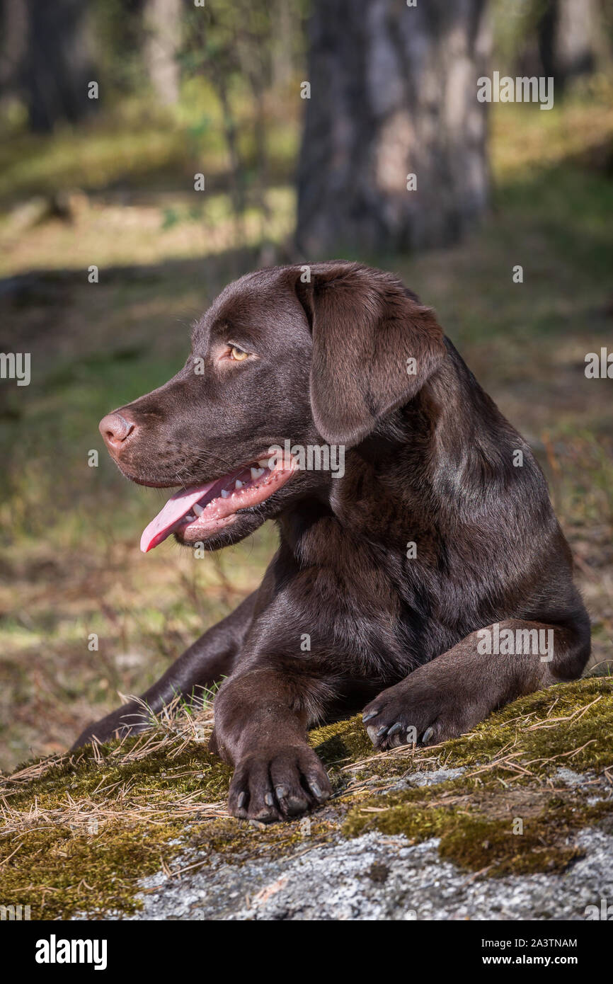 Young labrador retriever puppy outdoors playing and having fun Stock Photo