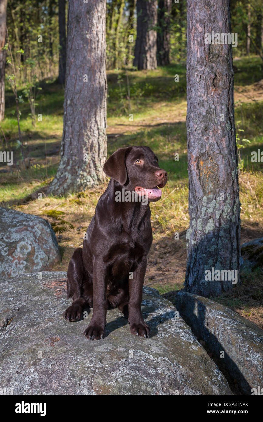 Young labrador retriever puppy outdoors playing and having fun Stock Photo