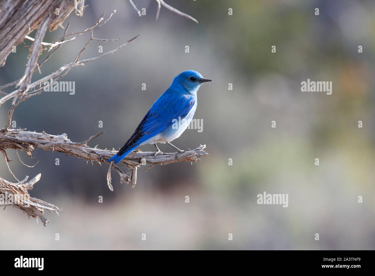A mountain Bluebird at Desert Lake National Wildlife Refuge in Utah Stock Photo