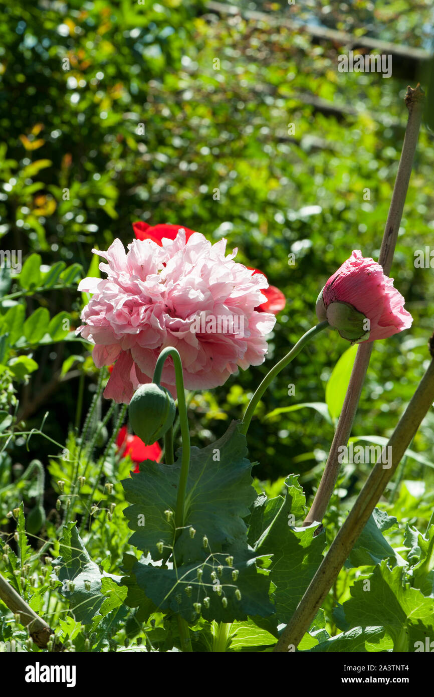 Paeony Poppy (Papaver paeoniflorum), aka Opium Poppy (Papaver somniferum), Peony Poppy, A fully developed flower with another just opening. Stock Photo