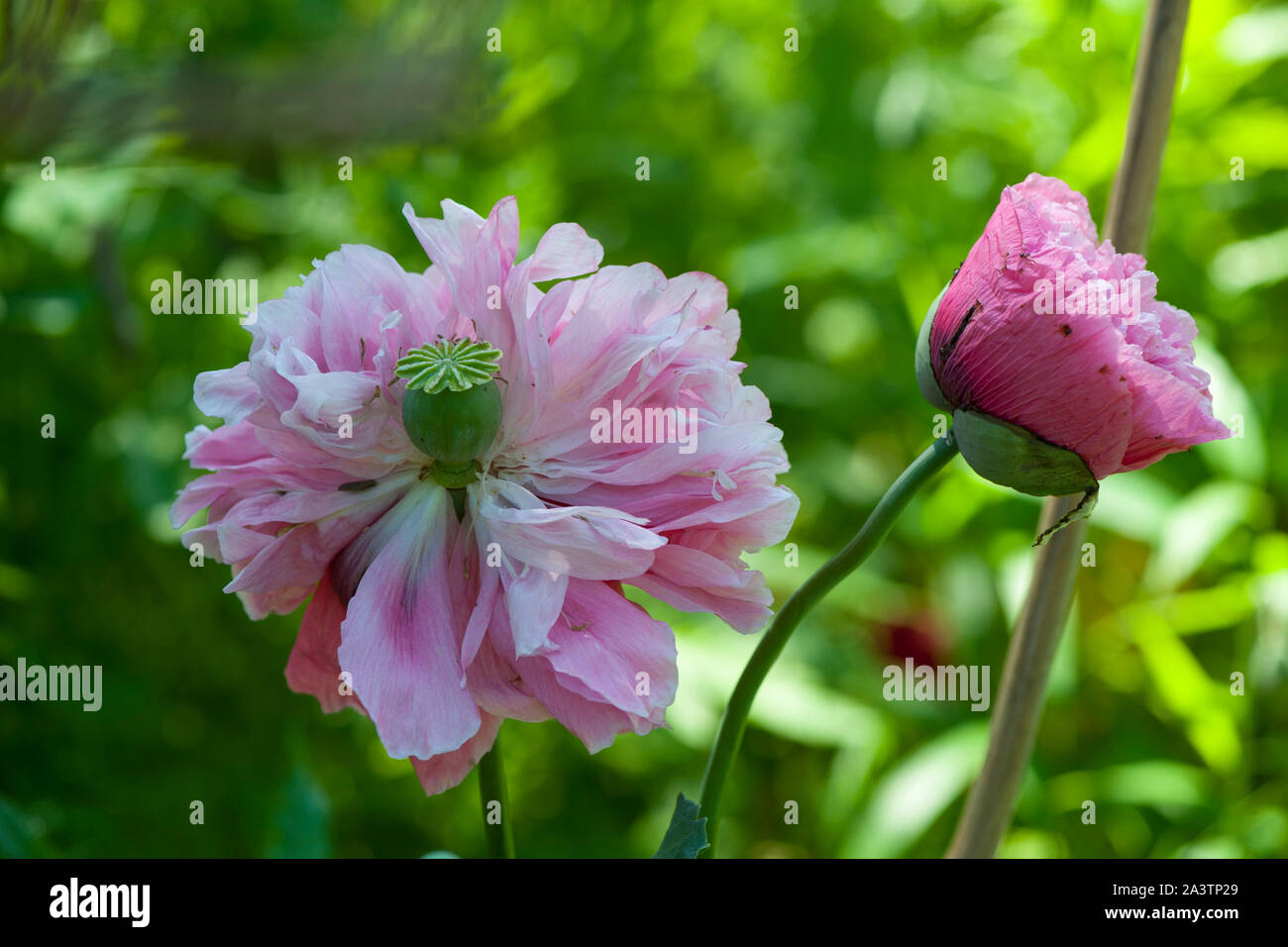 Paeony Poppy (Papaver paeoniflorum), aka Opium Poppy (Papaver