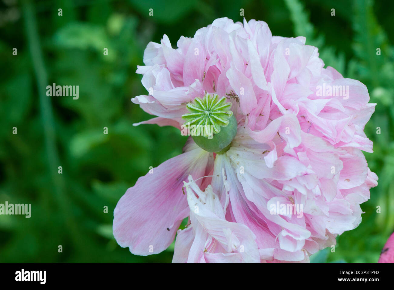 Paeony Poppy (Papaver paeoniflorum), aka Opium Poppy (Papaver somniferum), Peony Poppy. The petals drop away and the seed pod slowly grows and ripens Stock Photo