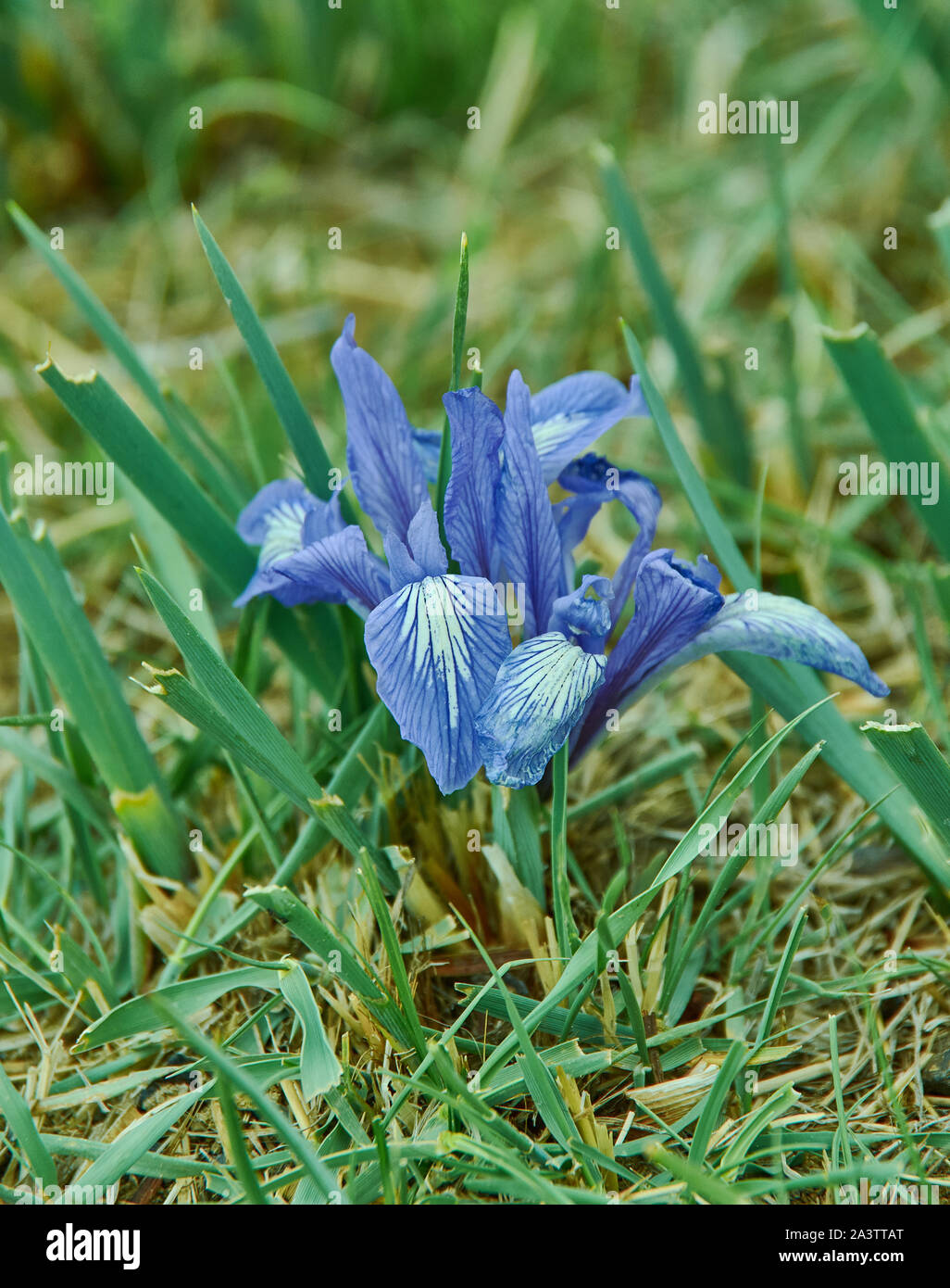 Iris graminea flowers in Mongolia, Asia Stock Photo