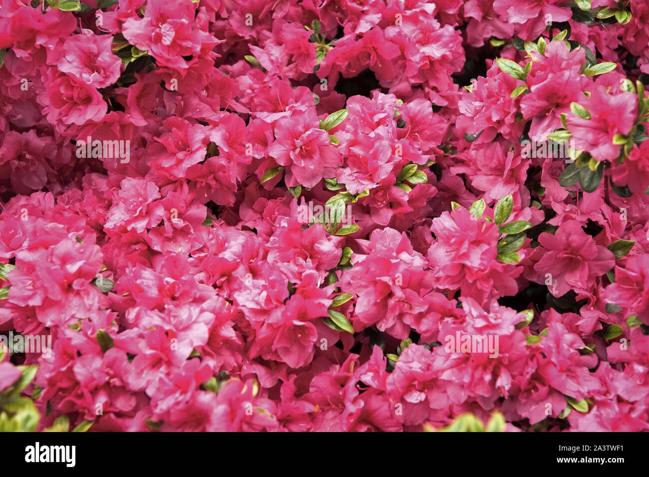 Bloom and beauty. Pink bloom on sunny day. Flower bloom in blossoming time. Summer bloom on natural background. Stock Photo