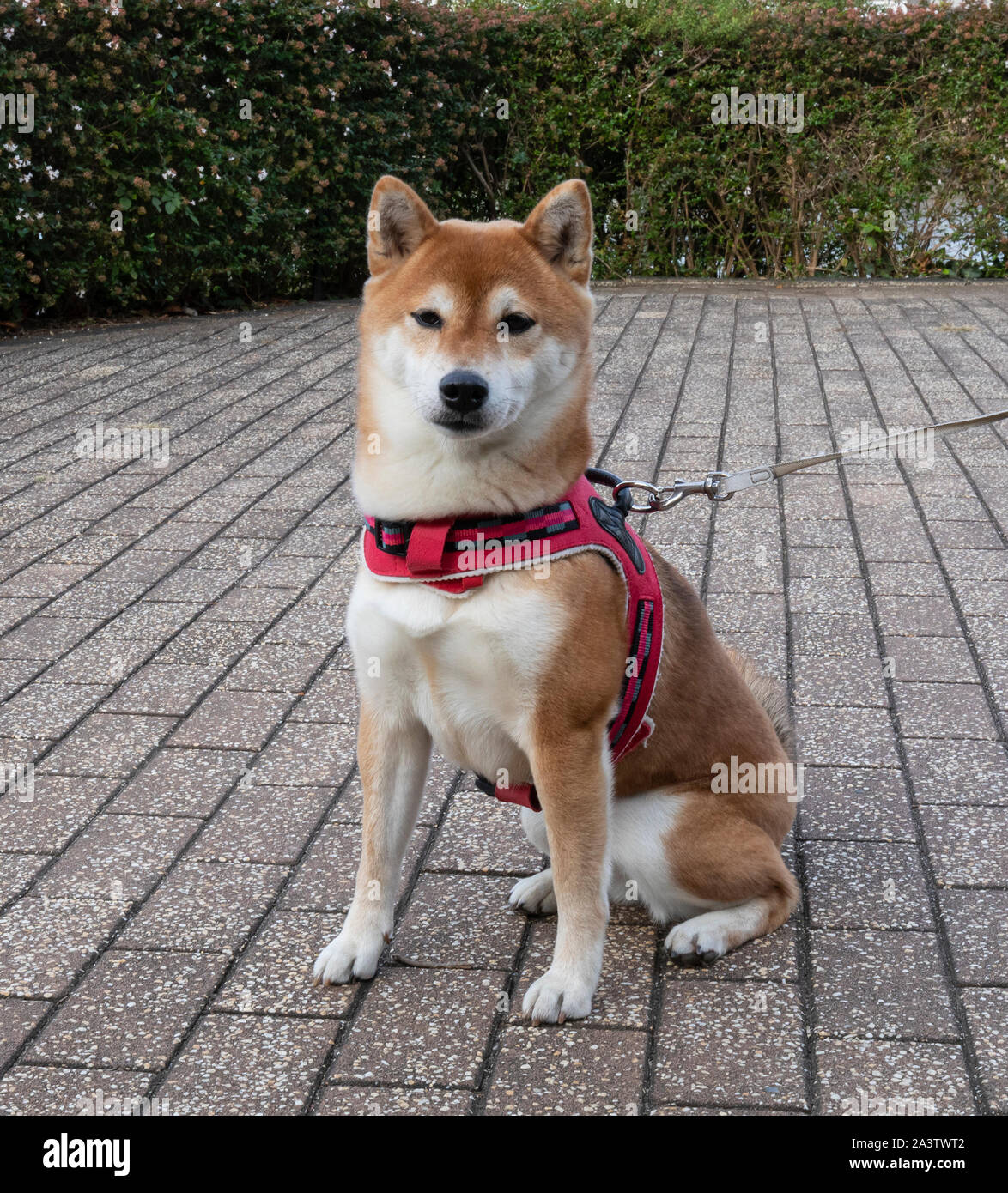 Tokyo, Japan - october 31st, 2018:A japanese Akita dog sitting obediently in a Tokyo street. Stock Photo