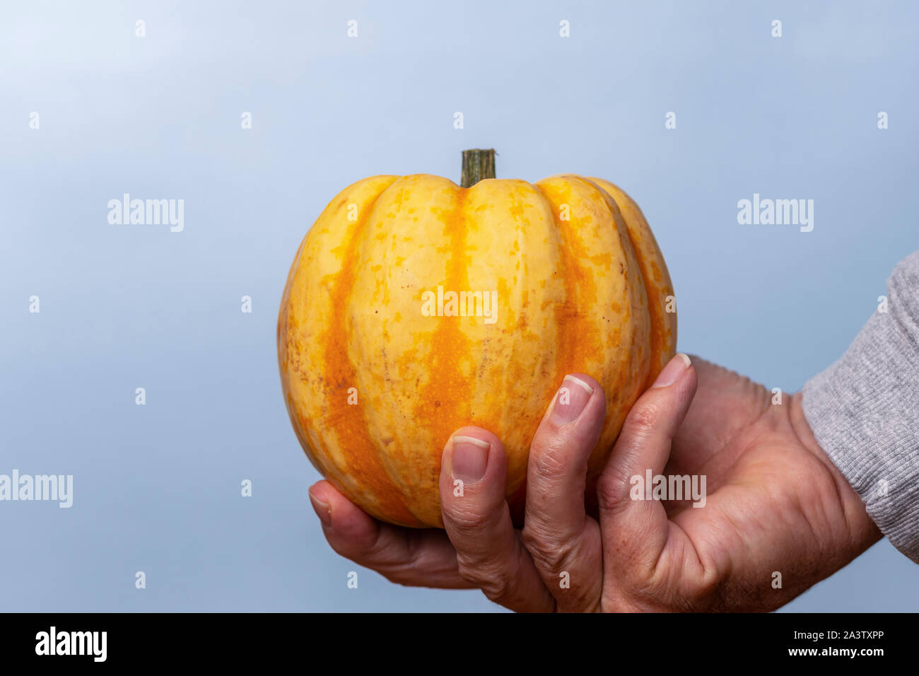 Hand holding a small pumpkin, squash vegetable Stock Photo