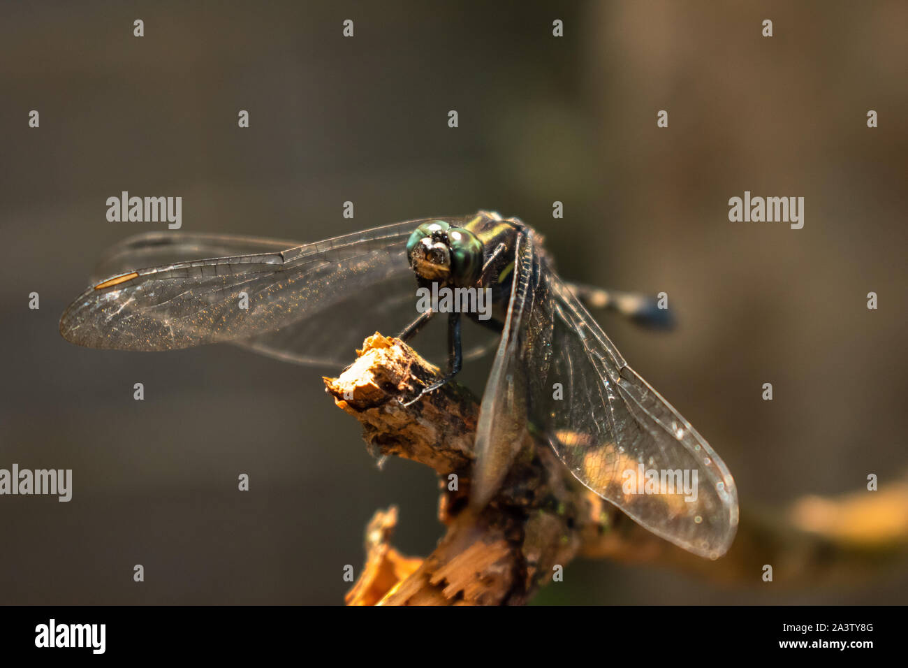 Dragonfly sitting on tree branch. Stock Photo