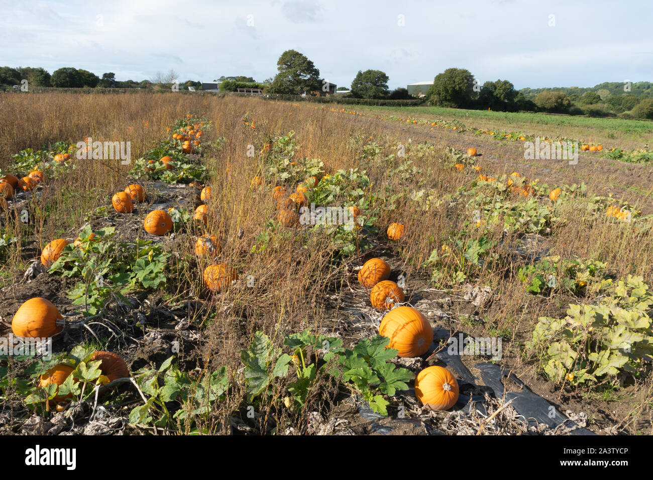 Field of pumpkins at Bordon Country Market Farm, Hampshire, UK Stock Photo