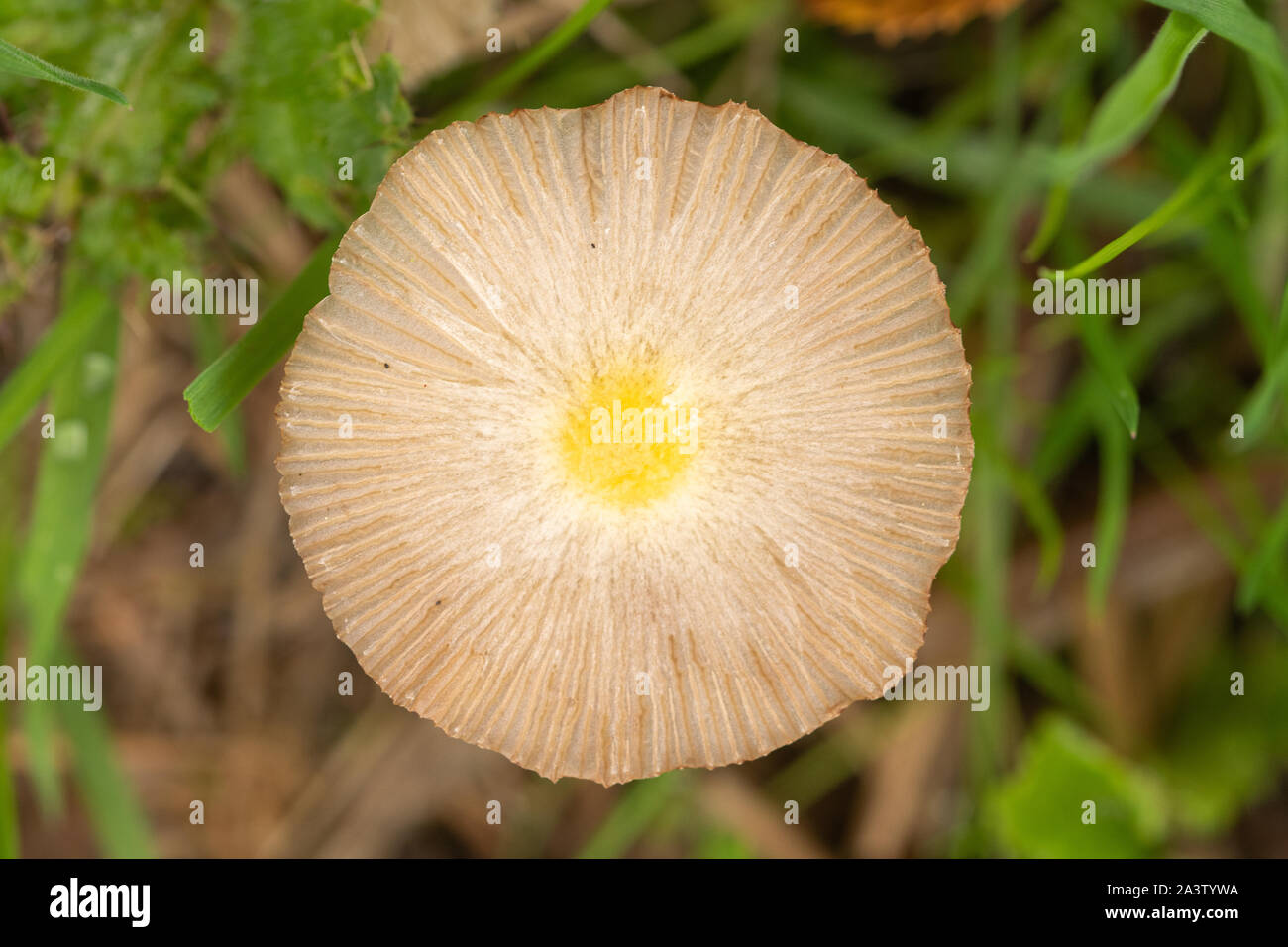 Little Japanese umbrella toadstool (Parasola plicatilis) or fungus viewed from above, UK fungi Stock Photo