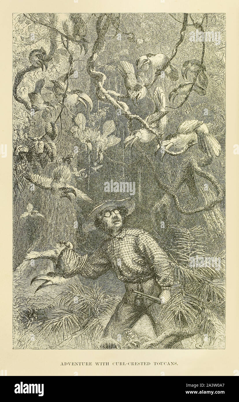 ‘Adventure with the Curl-Crested Toucans’ showing Henry Walter Bates (1825-1892) English naturalist and explorer during his 11 year expedition to the Amazonian rainforests where he collected examples of nearly 15,000 species. Illustration by Joseph Wolf (1820-1899). See more information below. Stock Photo