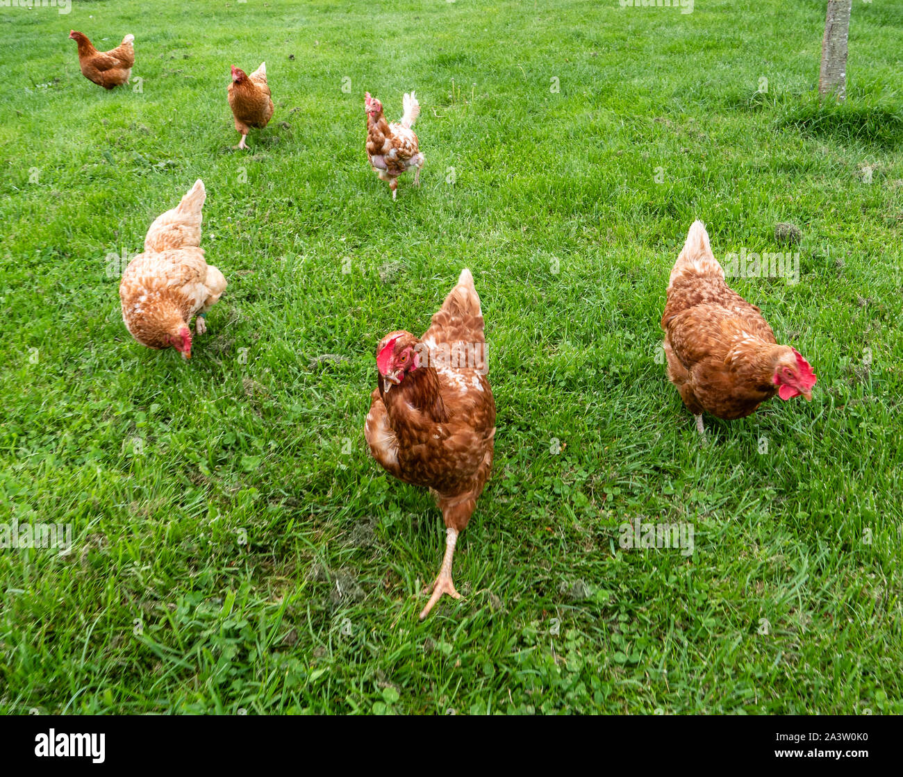 Rescue hens from egg producing poultry farms given a new life as domestic pets in a field in Derbyshire UK Stock Photo