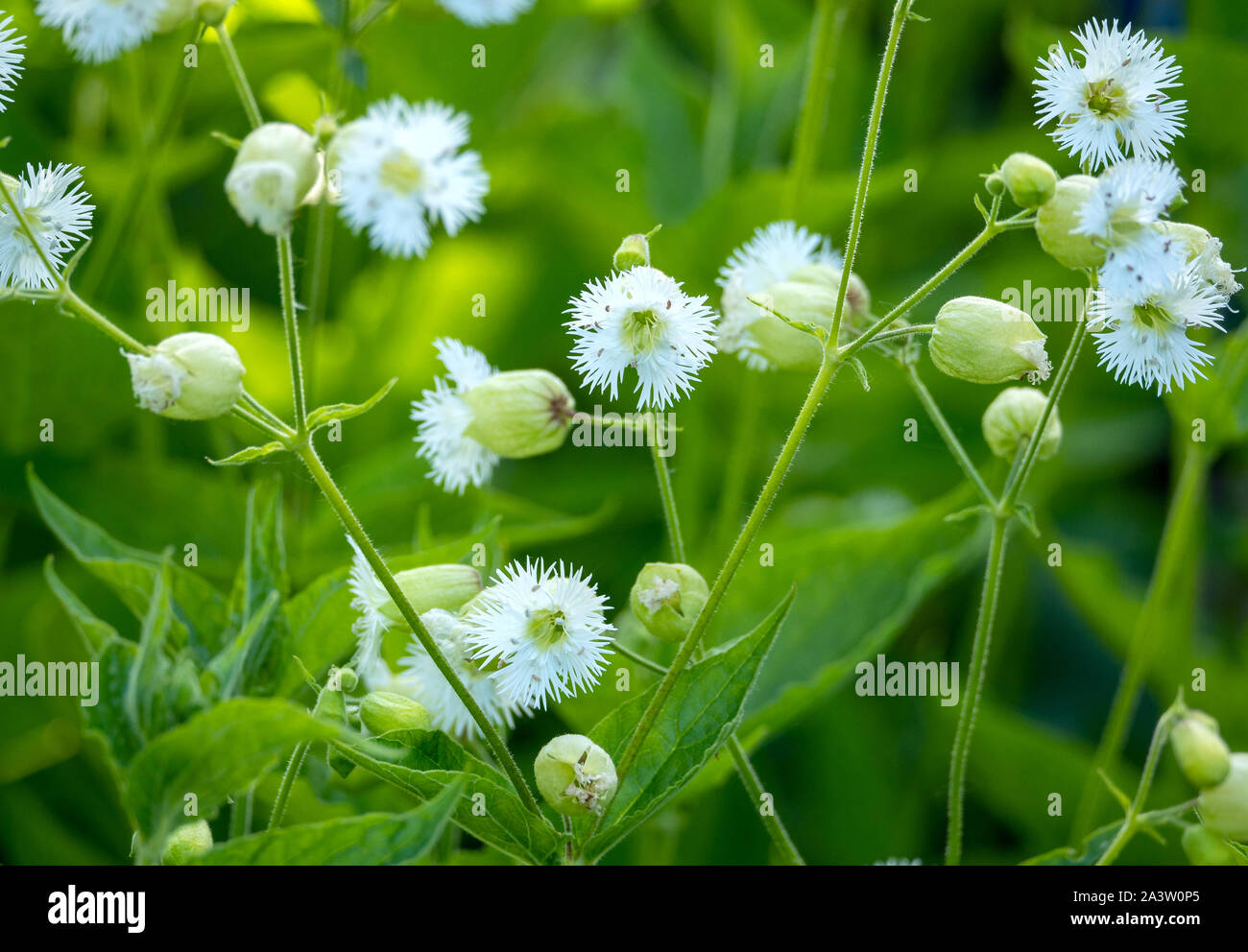 Fringed campion Silene fimbriata in a mixed herbaceous border - UK Stock Photo