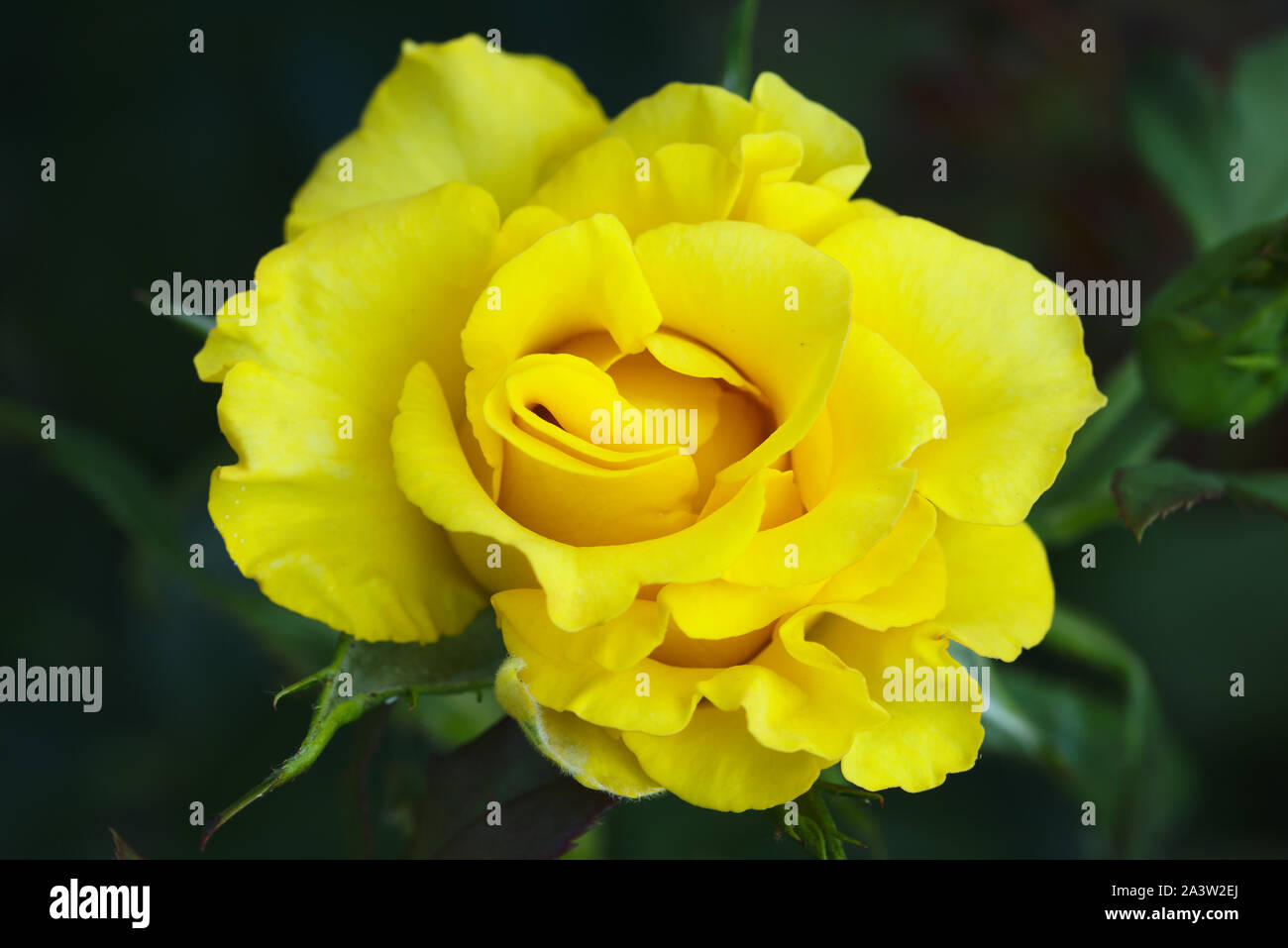 Yellow rose on black background Stock Photo